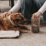 VORRATSGLAS "HUND"